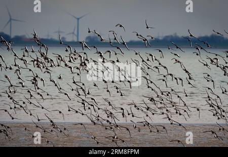 Wangerooge, Germany. 12th Apr, 2023. 12.04.2023, Wangerooge. A large group of oystercatchers (Haematopus ostralegus) flies over the mudflats and the North Sea off the East Frisian island of Wangerooge. The Wadden Sea is a nursery for many animals and a worldwide important resting place for many bird species. Wind turbines are visible in the background on the mainland. Credit: Wolfram Steinberg/dpa Credit: Wolfram Steinberg/dpa/Alamy Live News Stock Photo