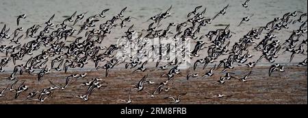 Wangerooge, Germany. 12th Apr, 2023. 12.04.2023, Wangerooge. A large group of oystercatchers (Haematopus ostralegus) flies over the mudflats and the North Sea off the East Frisian island of Wangerooge. The Wadden Sea is a nursery for many animals and a worldwide important resting place for many bird species. Wind turbines are visible in the background on the mainland. Credit: Wolfram Steinberg/dpa Credit: Wolfram Steinberg/dpa/Alamy Live News Stock Photo