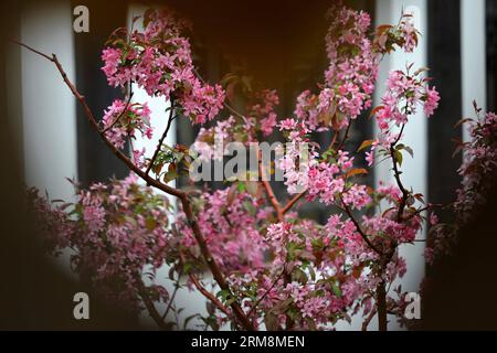 (140420) -- LANZHOU, April 20, 2014 (Xinhua) -- Photo taken on April 20, 2014 shows peach blossom at the 31st peach blossom tourism festival in Lanzhou, capital of northwest China s Gansu Province. The festival, which kicked off on the day of Guyu (Grain Rain), one of the 24 solar terms created by ancient Chinese to carry out agricultural activities according to position of sun at the zodiacal circle, will last until October. (Xinhua/Chen Bin)(wjq) CHINA-GANSU-LANZHOU-TOURISM FESTIVAL (CN) PUBLICATIONxNOTxINxCHN   Lanzhou April 20 2014 XINHUA Photo Taken ON April 20 2014 Shows Peach Blossom AT Stock Photo