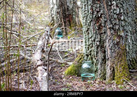 birch sap in a glass jar near a birch tree Stock Photo