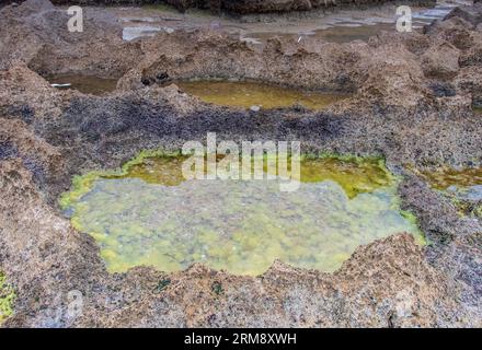 Exploring Green Tide Pools on Rimel Beach, Bizerte, Tunisia Stock Photo