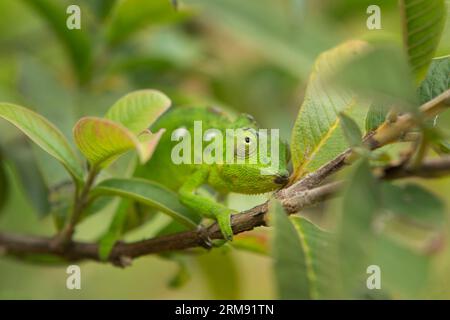 Perinet chameleon is climbing on the branch in Madagascar. Calumma gastro taenia in the forest. Green chameleon in Madagascar park. Stock Photo
