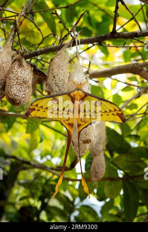 Madagascan moon moth in the Madagascar's national park. Argema mittrei is sitting on the cocoon. Nature on the Madagascar. Stock Photo