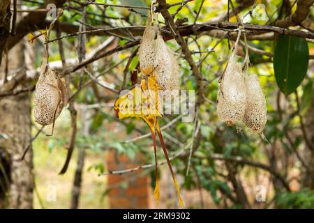 Madagascan moon moth in the Madagascar's national park. Argema mittrei is sitting on the cocoon. Nature on the Madagascar. Stock Photo