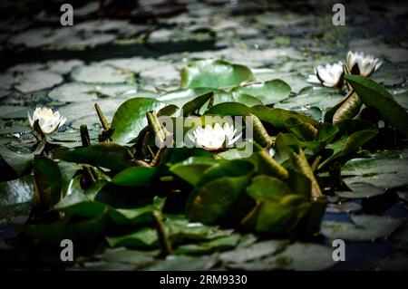 (140505) -- XI AN, May 5, 2014 (Xinhua) -- Photo taken on May 5, 2014 shows blossoming lotus flowers in the Lianhu Park in Xi an, capital of northwest China s Shaanxi Province. Monday is the beginning of summer, the 7th solar term in Chinese lunar calendar, which indicates the coming of summer. (Xinhua/Liu Xiao) (mp) CHINA-SHAANXI-XI AN-LOTUS FLOWER (CN) PUBLICATIONxNOTxINxCHN   Xi to May 5 2014 XINHUA Photo Taken ON May 5 2014 Shows blossoming Lotus Flowers in The Lianhu Park in Xi to Capital of Northwest China S Shaanxi Province Monday IS The BEGINNING of Summer The 7th Solar Term in Chinese Stock Photo