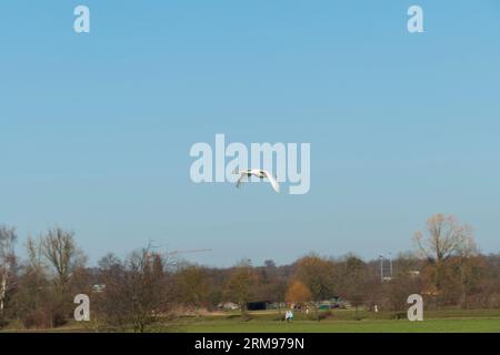 Schwan fliegt mit breiten Flügeln der Sonne entgegen Stock Photo