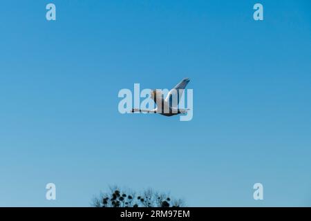 Schwan fliegt mit breiten Flügeln der Sonne entgegen Stock Photo