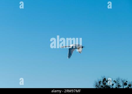 Schwan fliegt mit breiten Flügeln der Sonne entgegen Stock Photo