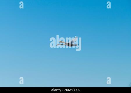 Schwan fliegt mit breiten Flügeln der Sonne entgegen Stock Photo