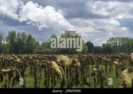Dead sunflowers in front of a nuclear plant somewhere in France. Sky is dark and dramatic. Copyspace available. Stock Photo