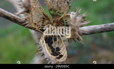 Blossoms and buds in the spring month of April Stock Photo