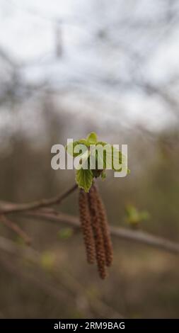 Blossoms and buds in the spring month of April Stock Photo