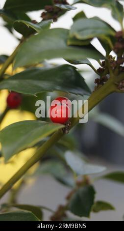 Blossoms and buds in the spring month of April Stock Photo