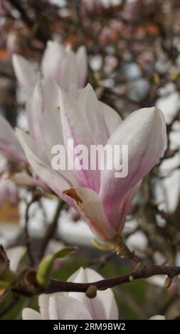 Blossoms and buds in the spring month of April Stock Photo