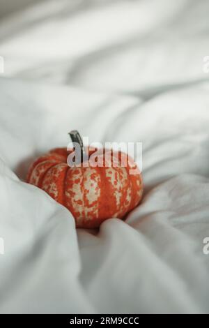 Small pumpkin nestled in a white sheet Stock Photo