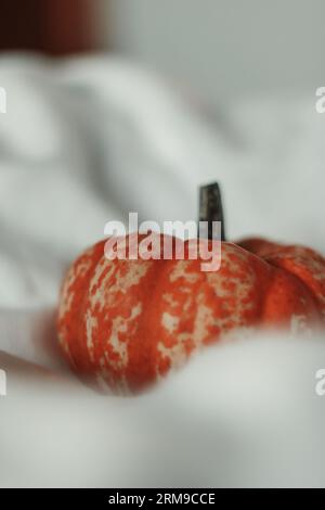 Small pumpkin nestled in a white sheet Stock Photo