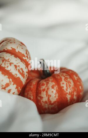 Small pumpkin nestled in a white sheet Stock Photo