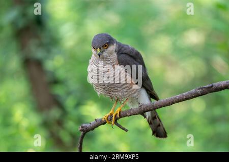 Eurasian sparrowhawk closeup (Accipiter nisus), italy Stock Photo