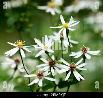 An upright, bushy perennial to 90cm with heart-shaped basal leaves. Small white flowers with pink to yellow centres areborne in flat-topped clusters Stock Photo