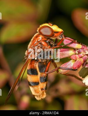 Hornet Mimic Hoverfly Volucella zonaria Stock Photo