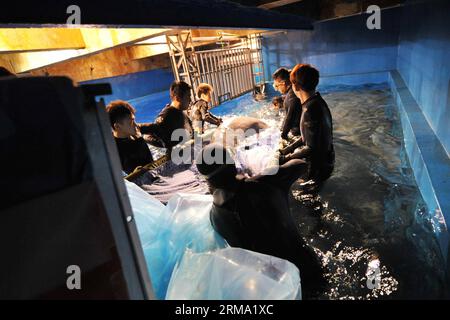 (140611) -- HARBIN, June 11, 2014 (Xinhua) -- People transfer a beluga whale upon its arrival at the Harbin Polarland theme park in Harbin, capital of northeast China s Heilongjiang Province, June 11, 2014. After 20-hour s drive, three white whales from Russia on Wednesday were transported to the park. (Xinhua/Wang Jianwei) (wf) CHINA-HARBIN-BELUGA-TRANSPORT (CN) PUBLICATIONxNOTxINxCHN   Harbin June 11 2014 XINHUA Celebrities Transfer a Beluga Whale UPON its Arrival AT The Harbin Polar country Theme Park in Harbin Capital of Northeast China S Heilongjiang Province June 11 2014 After 20 hour S Stock Photo