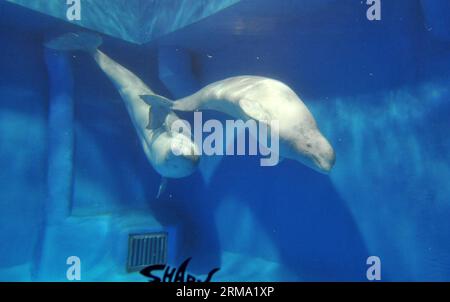 (140611) -- HARBIN, June 11, 2014 (Xinhua) -- Two beluga whales swim at the Harbin Polarland theme park in Harbin, capital of northeast China s Heilongjiang Province, June 11, 2014. After 20-hour s drive, three white whales from Russia on Wednesday were transported to the park. (Xinhua/Wang Jianwei) (wf) CHINA-HARBIN-BELUGA-TRANSPORT (CN) PUBLICATIONxNOTxINxCHN   Harbin June 11 2014 XINHUA Two Beluga Whales Swim AT The Harbin Polar country Theme Park in Harbin Capital of Northeast China S Heilongjiang Province June 11 2014 After 20 hour S Drive Three White Whales from Russia ON Wednesday Were Stock Photo