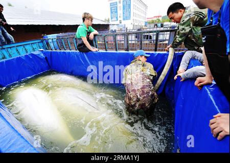 (140611) -- HARBIN, June 11, 2014 (Xinhua) -- People take care of beluga whales upon their arrival at the land port of Suifenhe, northeast China s Heilongjiang Province, June 10, 2014. After 20-hour s drive, three white whales from Russia on Wednesday were transported to the Harbin Polarland theme park in northeast China s Harbin. (Xinhua/Wang Jianwei) (wf) CHINA-HARBIN-BELUGA-TRANSPORT (CN) PUBLICATIONxNOTxINxCHN   Harbin June 11 2014 XINHUA Celebrities Take Care of Beluga Whales UPON their Arrival AT The Country Port of Suifenhe Northeast China S Heilongjiang Province June 10 2014 After 20 h Stock Photo