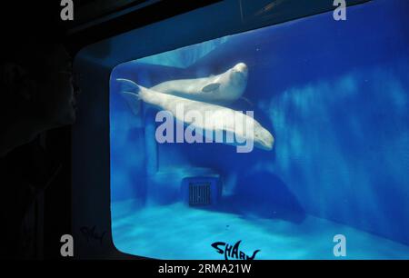 (140611) -- HARBIN, June 11, 2014 (Xinhua) -- Two beluga whales swim at the Harbin Polarland theme park in Harbin, capital of northeast China s Heilongjiang Province, June 11, 2014. After 20-hour s drive, three white whales from Russia on Wednesday were transported to the park. (Xinhua/Wang Jianwei) (wf) CHINA-HARBIN-BELUGA-TRANSPORT (CN) PUBLICATIONxNOTxINxCHN   Harbin June 11 2014 XINHUA Two Beluga Whales Swim AT The Harbin Polar country Theme Park in Harbin Capital of Northeast China S Heilongjiang Province June 11 2014 After 20 hour S Drive Three White Whales from Russia ON Wednesday Were Stock Photo