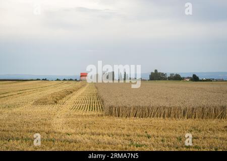 harvester driving through field of wheat Stock Photo