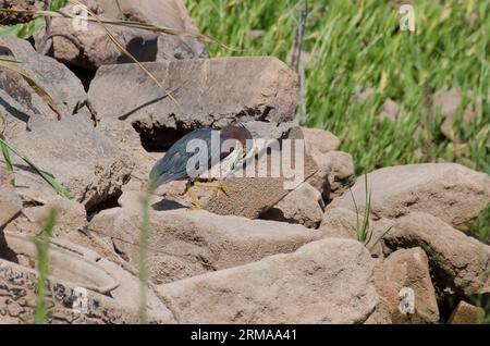 Green Heron, Butorides virescens, preening while perched on riprap Stock Photo