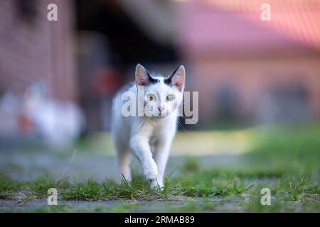 Cat with a blind eye walking towards the camera with shallow depth of field and bokeh in the background Stock Photo