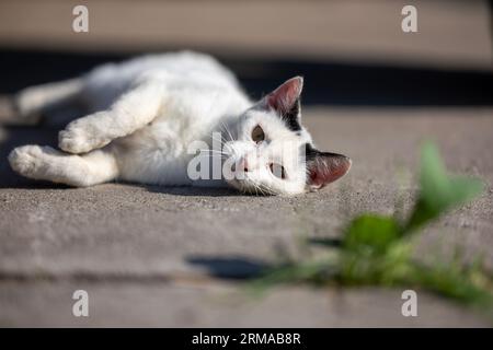 White cat lies on concrete looking towards the camera with one blind eye Stock Photo