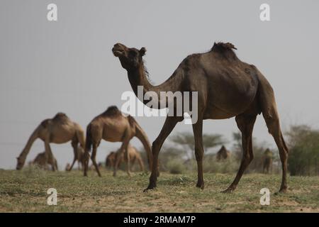 (140716) -- RAJASTHAN, July 16, 2014 (Xinhua) -- Camels graze at the National Research Center on Camel in Bikaner, Rajasthan of India, July 13, 2014. Bikaner locates in the dry valley of the Thar desert and has a hot desert climate, which makes camels play an important role in the life of local villagers. The city also has India s largest camel research centre. (Xinhua/Zheng Huansong) (zjy) INDIA-RAJASTHAN-BIKANER-CAMELS PUBLICATIONxNOTxINxCHN   Rajasthan July 16 2014 XINHUA Camels Graz AT The National Research Center ON Camel in Bikaner Rajasthan of India July 13 2014 Bikaner  in The Dry Vall Stock Photo