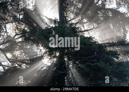 Sunbeam and sun rays with an ancient Western Red Cedar tree (Thuja plicata), Cathedral Grove, Macmillan provincial park, Vancouver Island, Canada. Stock Photo