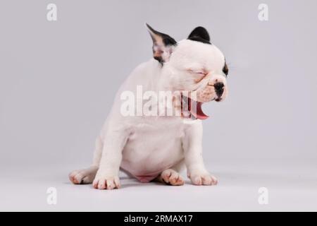 Yawning Tblack and white pied French Bulldog dog puppy Stock Photo