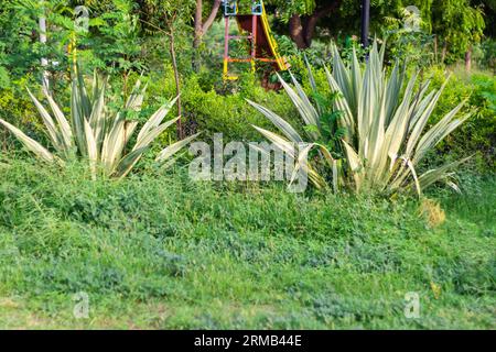 Furcraea Foetida plant with green grass at day from flat angle Stock Photo