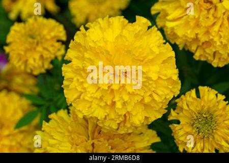 Yellow African Marigold flowers on a blurred background of green leaves  -01 Stock Photo