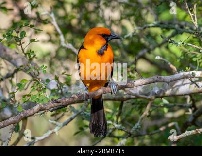 This vibrant male Altamira Oriole emerged from the Texas thickets to feed in front of a blind in a south Texas natural area. Stock Photo