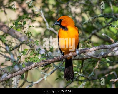 This vibrant male Altamira Oriole emerged from the Texas thickets to feed in front of a blind in a south Texas natural area. Stock Photo