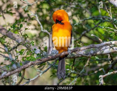 This vibrant male Altamira Oriole emerged from the Texas thickets to feed in front of a blind in a south Texas natural area. Stock Photo