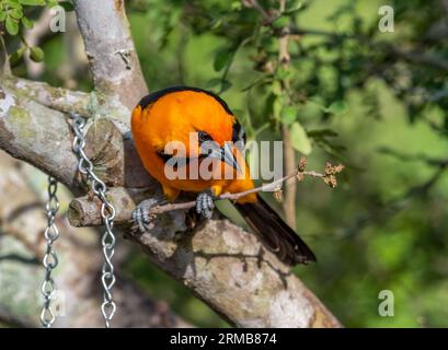 This vibrant male Altamira Oriole emerged from the Texas thickets to feed in front of a blind in a south Texas natural area. Stock Photo