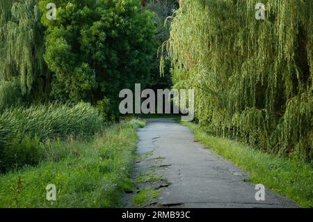 the old asphalt road goes off into the distance between green grass and trees Stock Photo