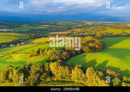 Shipton Gorge, Dorset, UK.  27th August 2023.  UK Weather.  Aerial view above trees and fields near Shipton Gorge in Dorset looking towards Eggardon Hill, which are showing autumnal colours in the golden hour sunlight which bathes the countryside in sunshine shortly before sunset with dark clouds in the distance. Picture Credit: Graham Hunt/Alamy Live News Stock Photo
