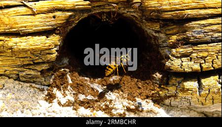 Paper Wasp, polistes sp, Adult flapping Wings at Nest Entrance, Normandy in France Stock Photo