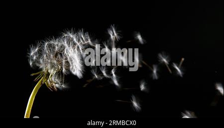 Common Dandelion, taraxacum officinale, seeds from 'clocks' being blown and dispersed by wind, Normandy, Stock Photo