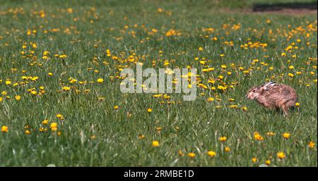 European Rabbit or Wild Rabbit, oryctolagus cuniculus, Adult running through Flowers, Normandy Stock Photo