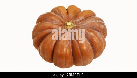 Pumpkin, cucurbita maxima against White Background. Stock Photo