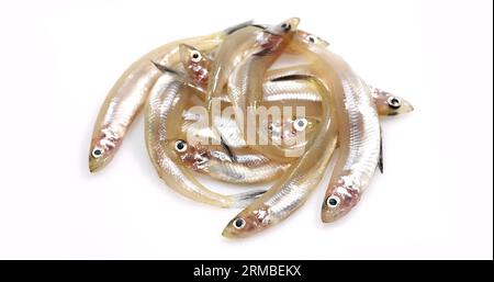 Fresh Smelts, osmerus eperlanus against White Background Stock Photo