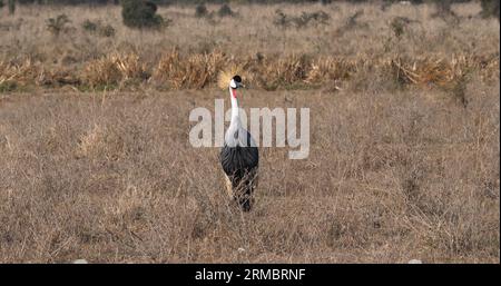 Grey Crowned Crane, balearica regulorum, Adult at Nairobi Park in Kenya Stock Photo