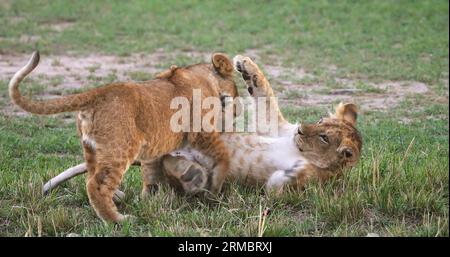 African Lion, panthera leo, Cubs playing, Masai Mara Park in Kenya Stock Photo